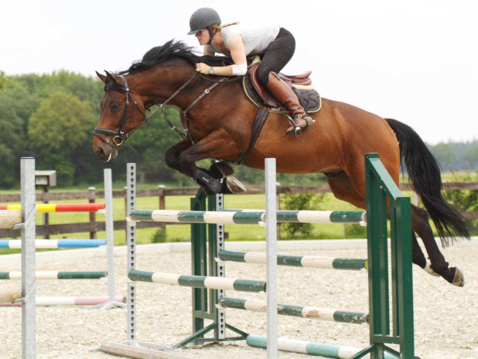 Show Jumping Warmblood Horses for Sale