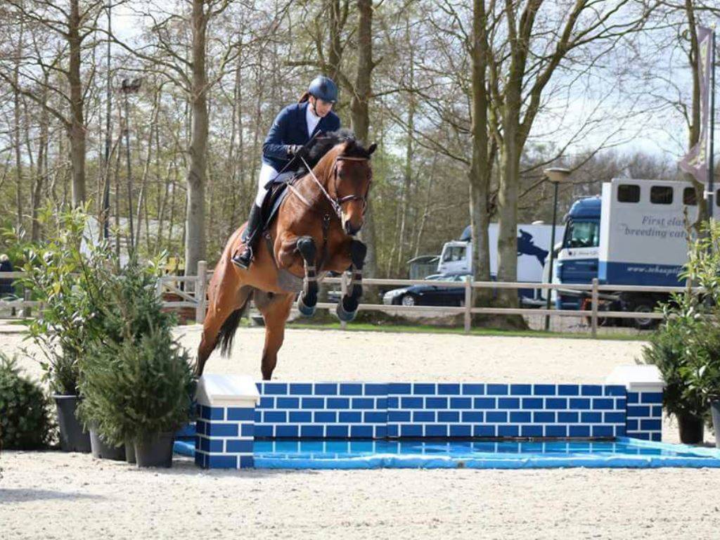 Show Jumping Horse for Sale