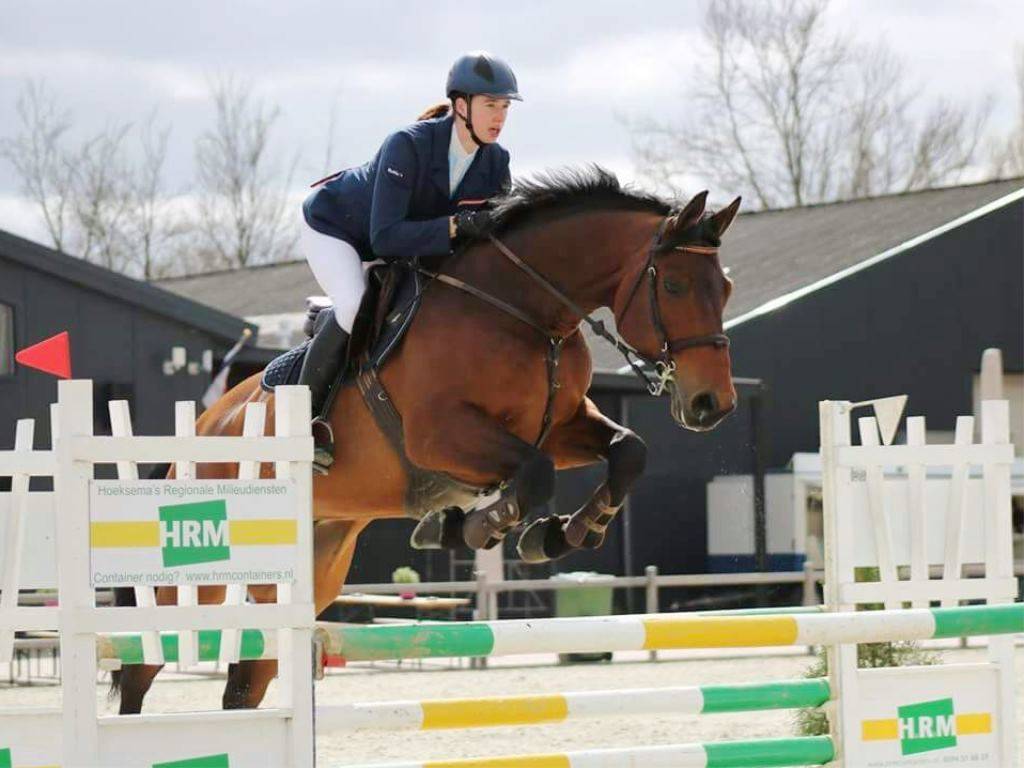 Show Jumping Horses for Sale