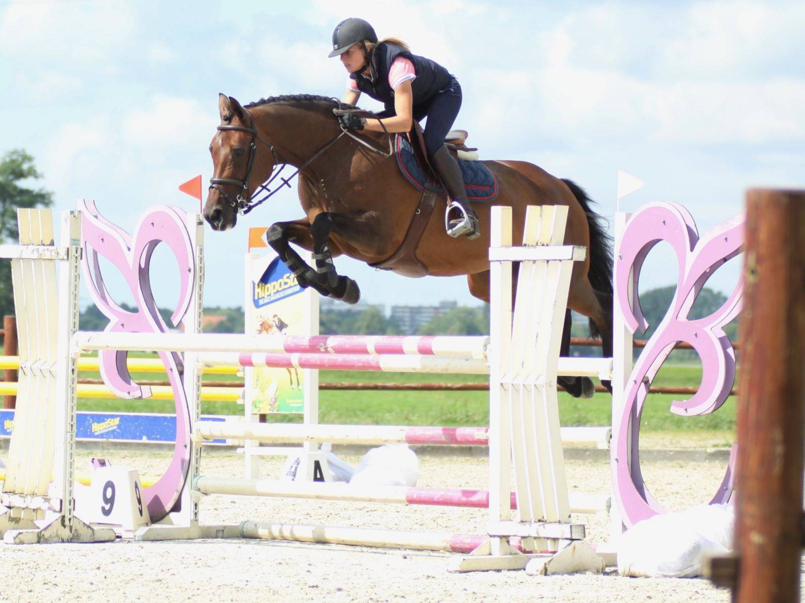 Jumping Horses for Sale Gauteng