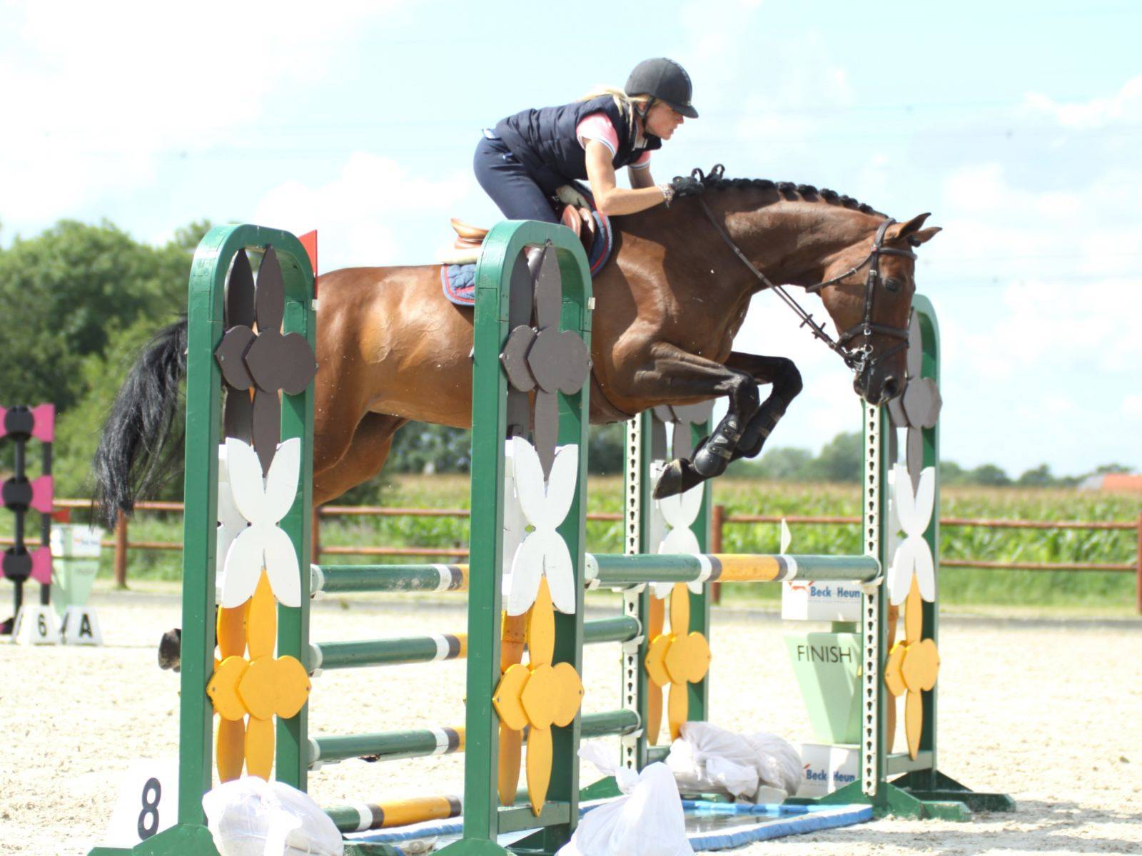 Warmblood Jumping Mare For Sale South Africa