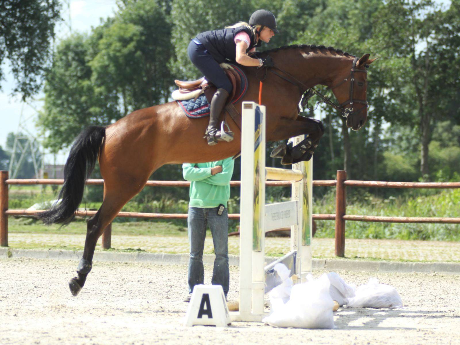 Jumping Mare For Sale South Africa