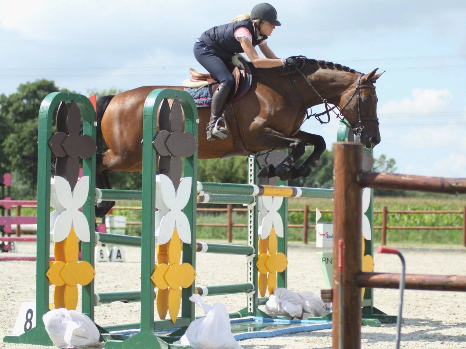 Jumping Gelding For Sale South Africa