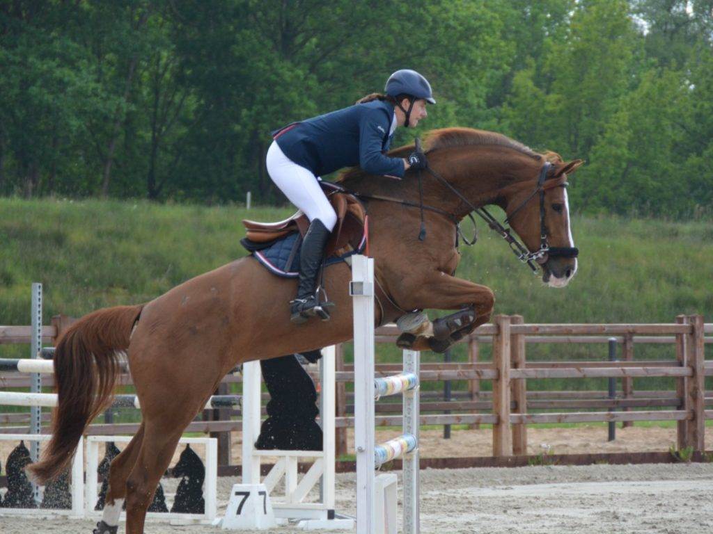 Show Jumping Horses for Sale Canada - Peter Berkers Sporthorses