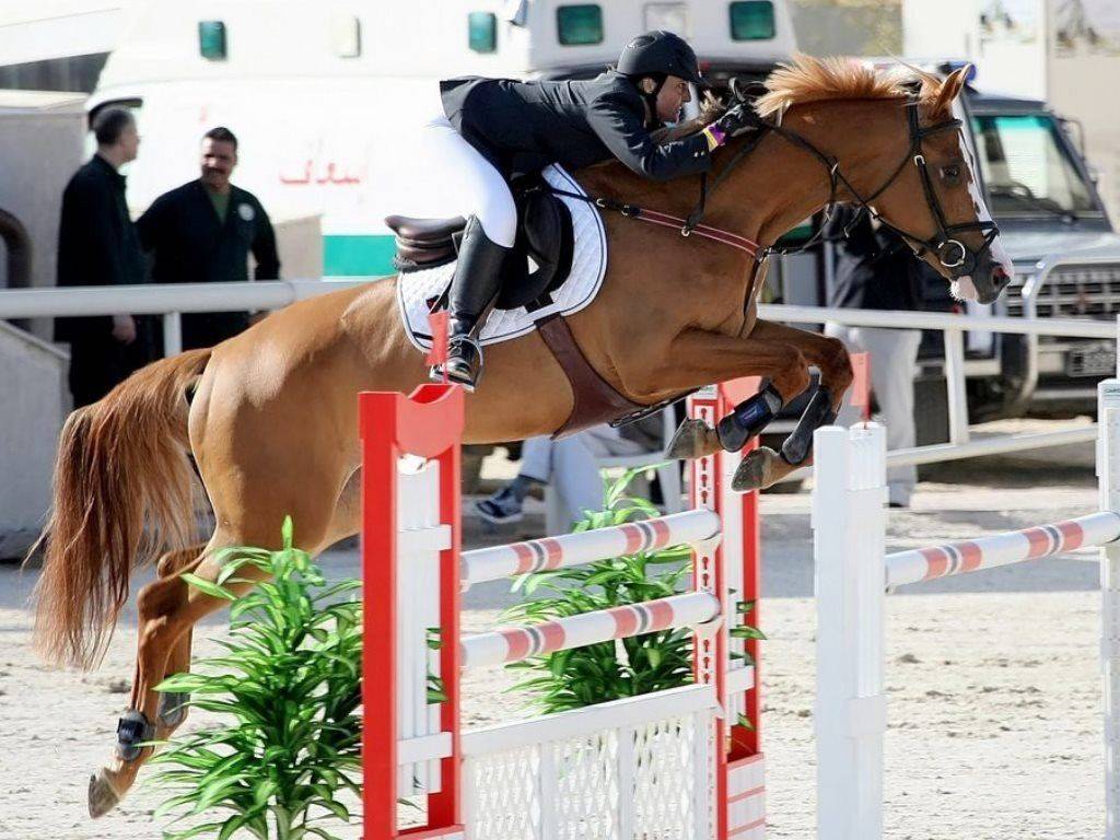 Show Jumping Horse for Sale Kuwait