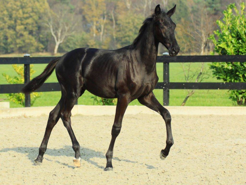 Young Black Dressage Stallion for Sale South Africa