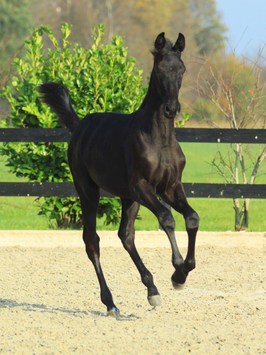 Black Dressage Foal for Sale South Africa