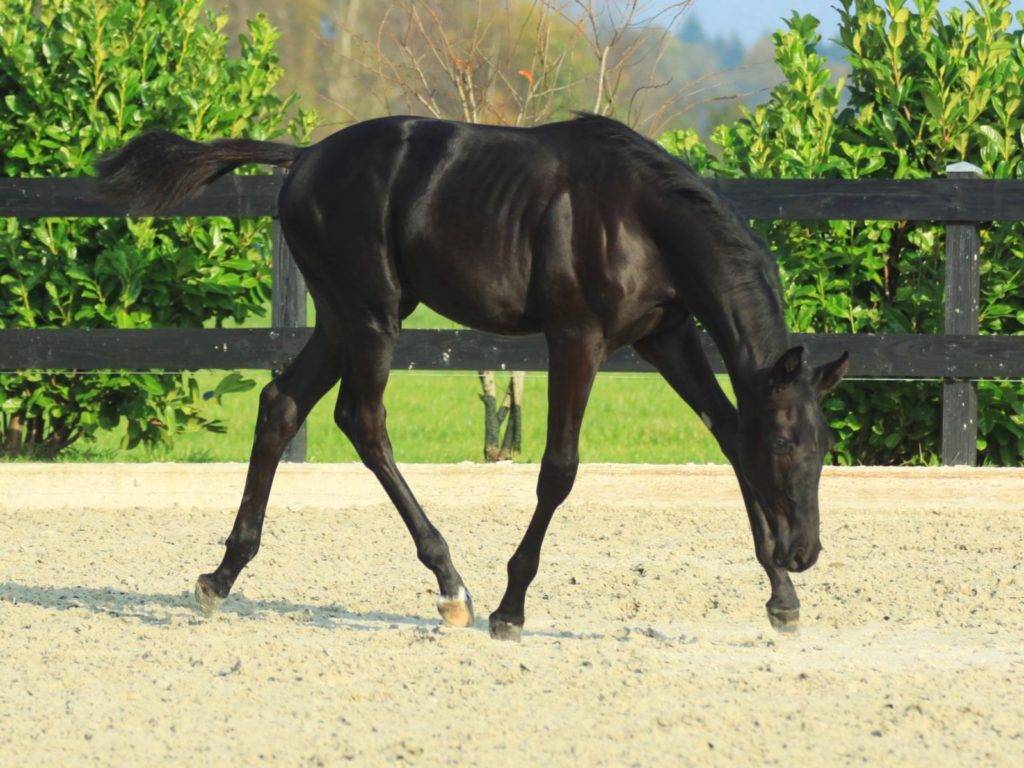 Maxzonik Black Dressage Stallion for Sale Peter Berkers Sporthorses