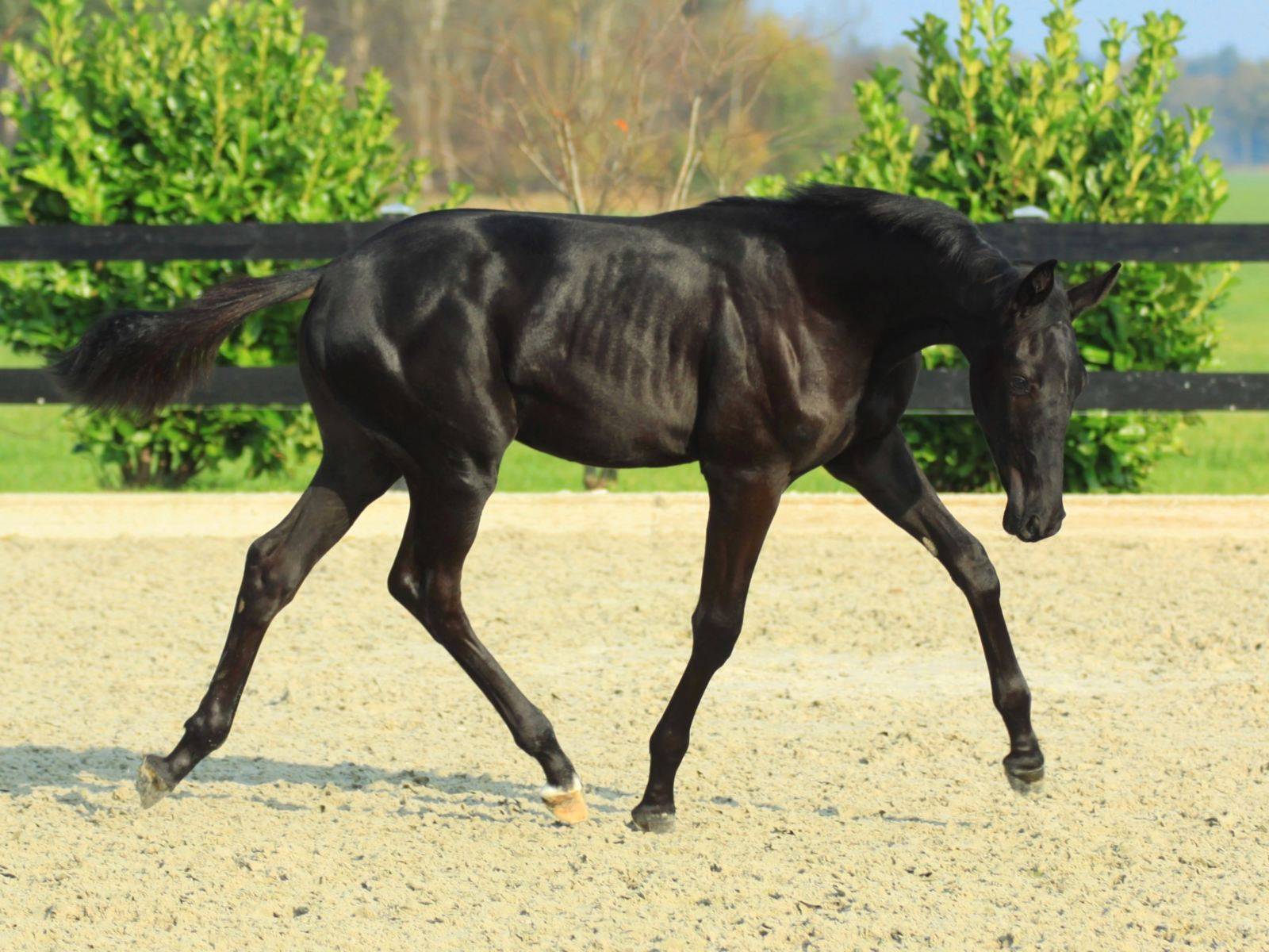 Warmblood Dressage Foal for Sale South Africa