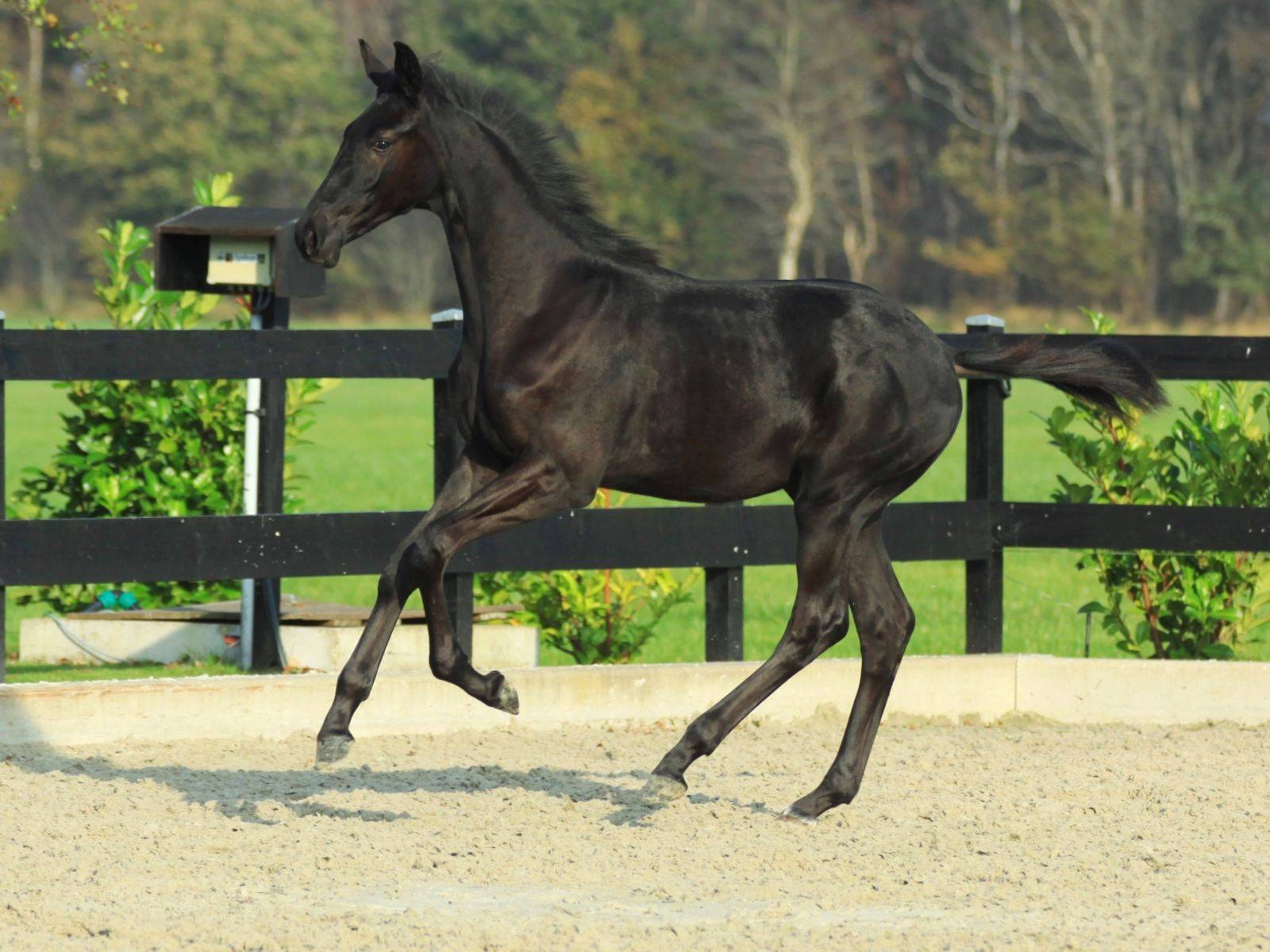 Warmblood Dressage Horses for Sale South Africa
