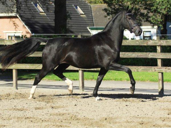 British Dressage Horses For Sale UK