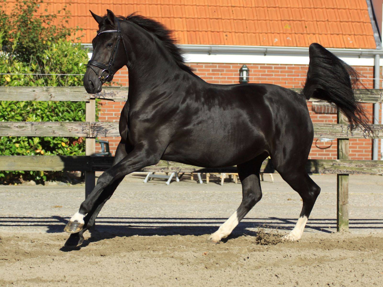 Warmblood Dressage Horse For Sale UK