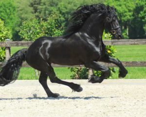 Black Dressage Horse