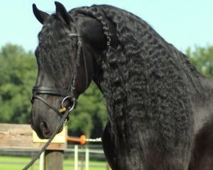 Dutch Horse Stallion