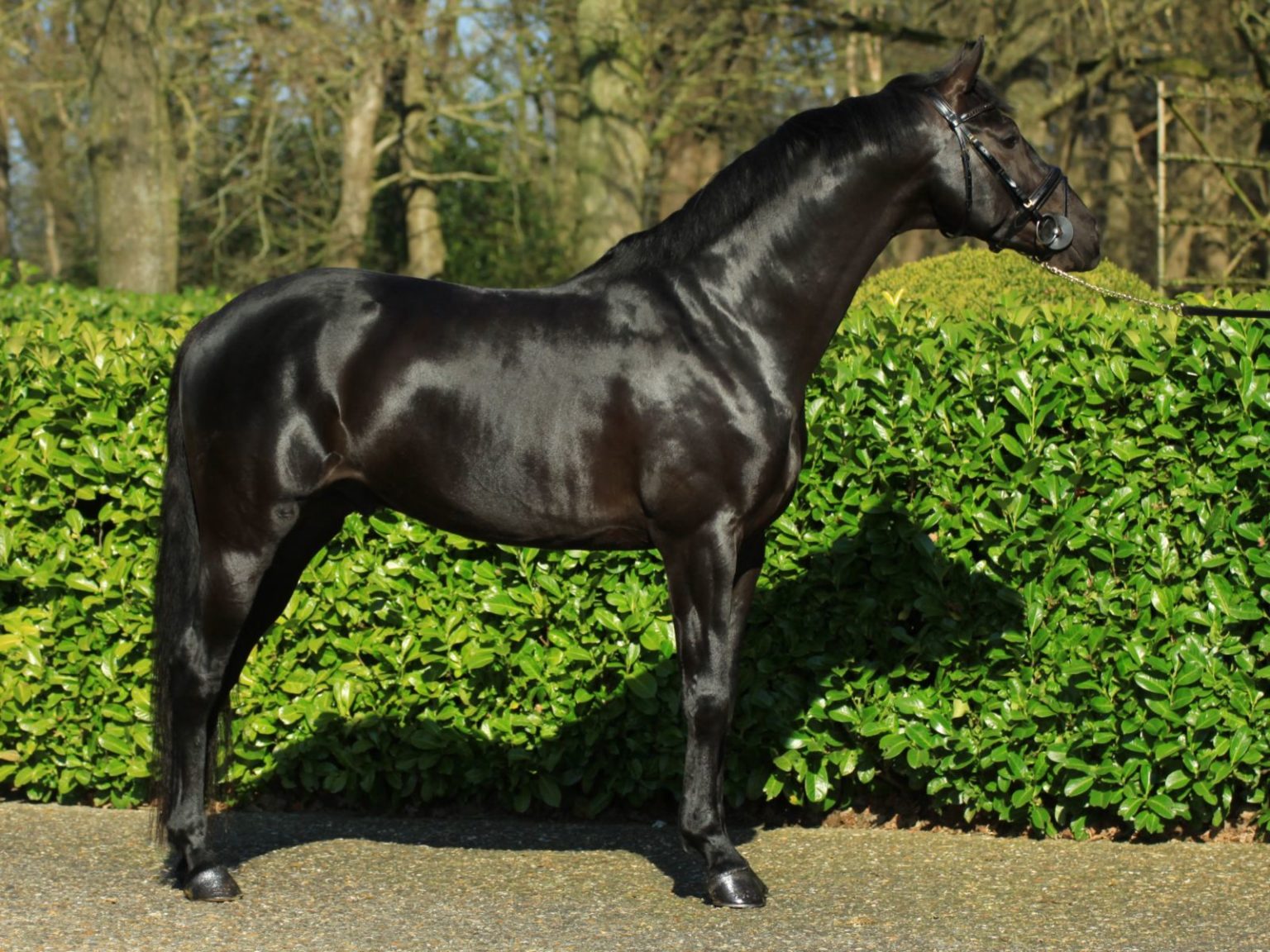 Dressage stallion Governor Totilas for sale Peter Berkers Sporthorses