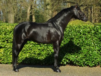 Dressage Horse Governor By Totilas For Sale