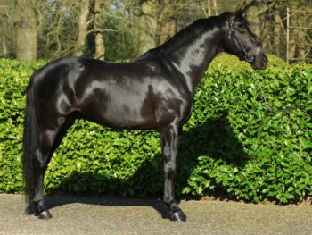 Dressage Horse Governor By Totilas For Sale