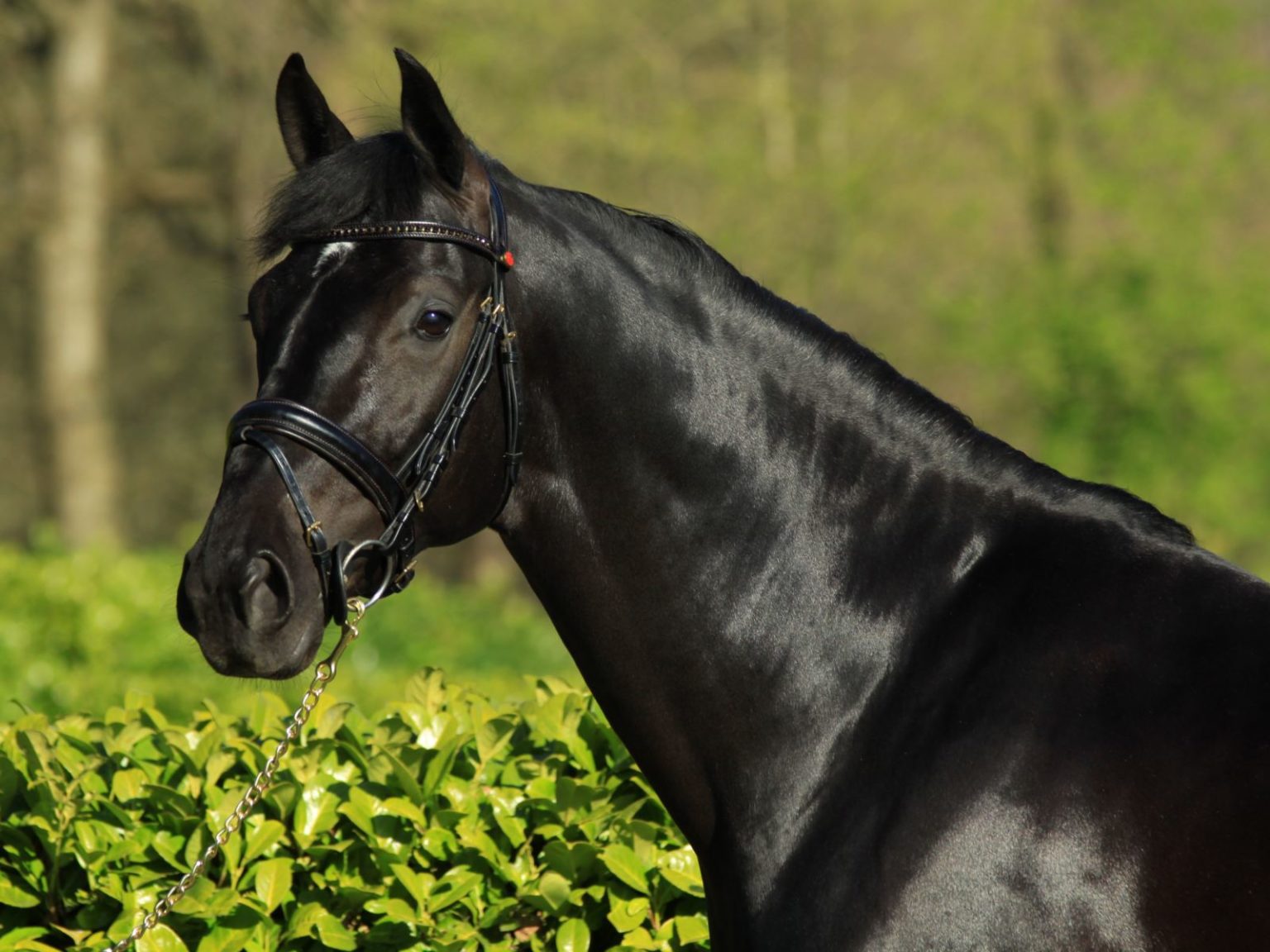 Dressage stallion Governor Totilas for sale Peter Berkers Sporthorses