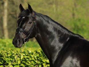 Dressage stallion Governor Totilas for sale - Peter Berkers Sporthorses