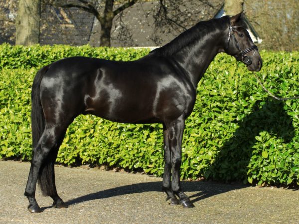 Dressage stallion Governor Totilas for sale - Peter Berkers Sporthorses