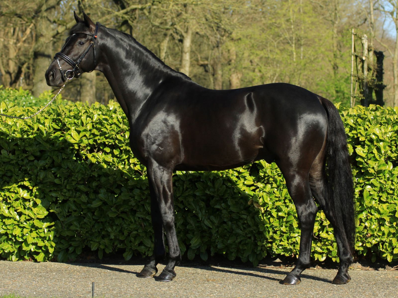 Dressage Stallion by Governor-Totilas for Sale | Peter Berkers Sporthorses