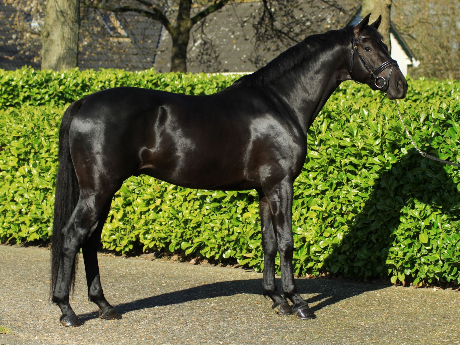 Dressage stallion Governor Totilas for sale - Peter Berkers Sporthorses