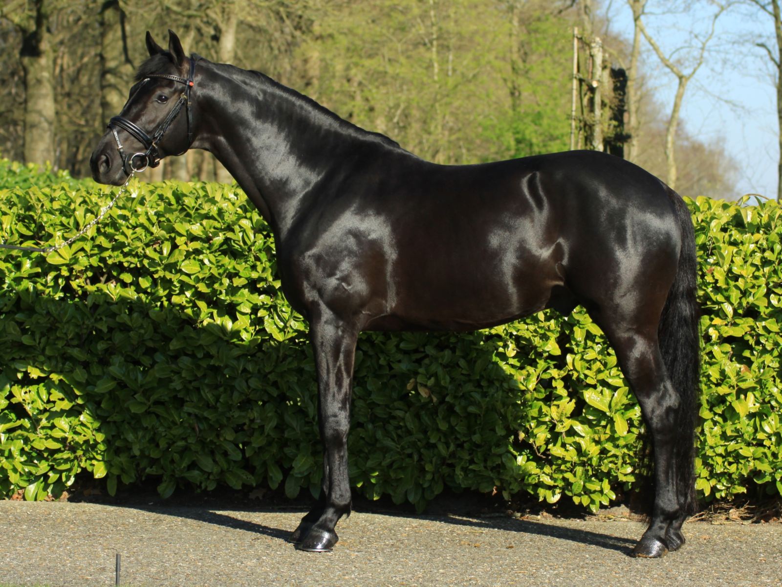 Dressage Stallion by Governor-Totilas for Sale | Peter Berkers Sporthorses