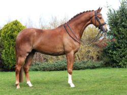 Hype Charmeur X Stedinger Dressage Gelding