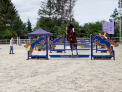 Kensington jumping gelding by Zirocco Blue