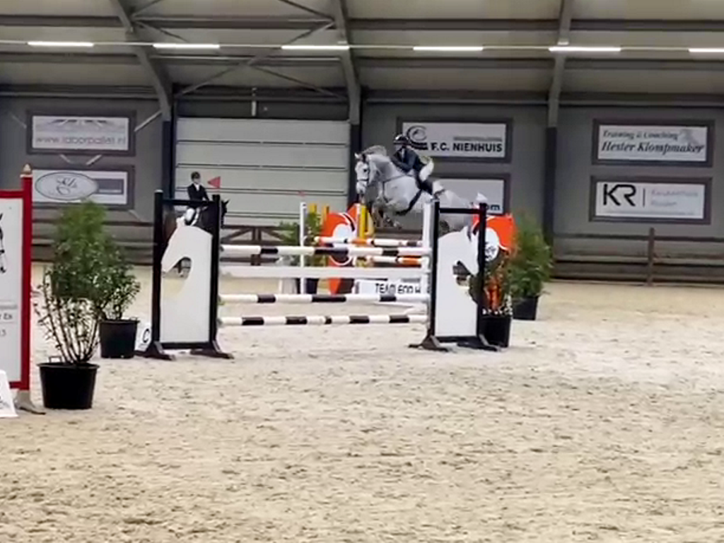 Show Jumping Horses for Sale Peter Berkers Sporthorses