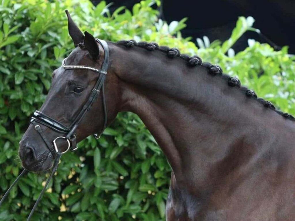 PSG / Intermediate I dressage horse for sale - Peter Berkers Sporthorses