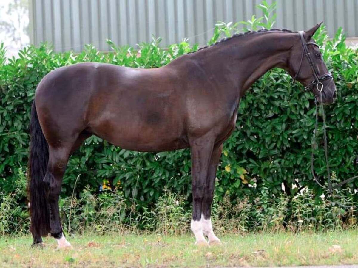 PSG / Intermediate I dressage horse for sale - Peter Berkers Sporthorses