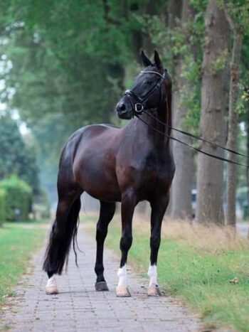 Charmeur X Gribaldi dressage mare