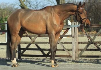 Adriano hunter jumper gelding