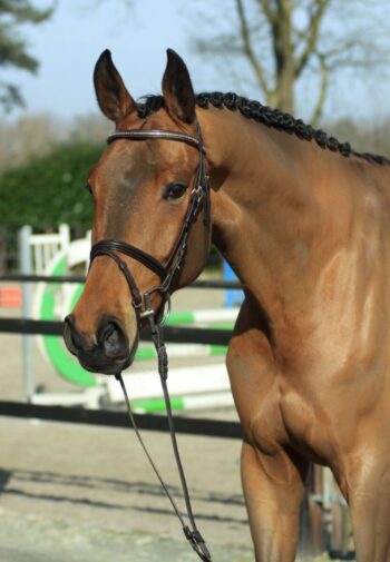 Adriano hunter jumper gelding