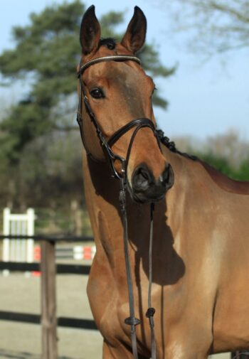 Adriano hunter jumper gelding