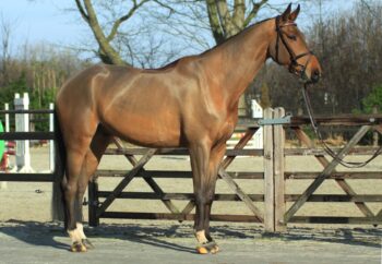 Adriano hunter jumper gelding
