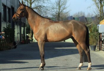 Adriano hunter jumper gelding