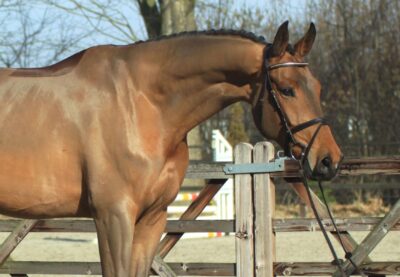 Adriano hunter jumper gelding