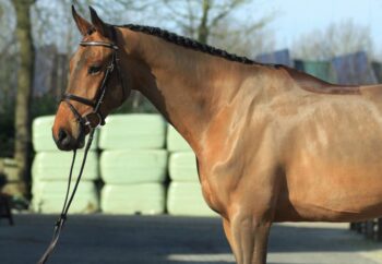 Adriano hunter jumper gelding